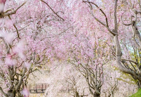 🏞️ 히타치시 카미네 공원(日立市かみね公園) 이미지 4